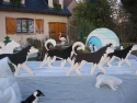 husky 5